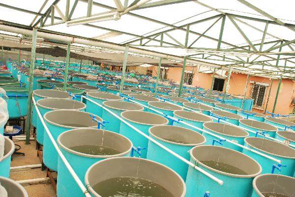 Aquaculture project feasibility