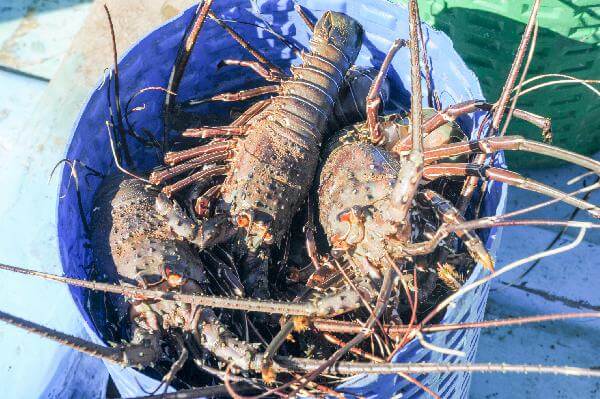 Lobster Farm Feasibility Study