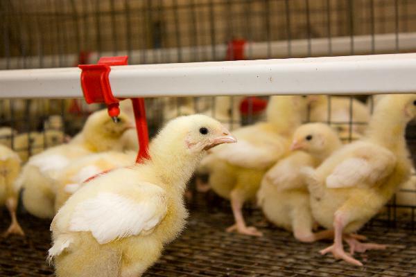 Poultry Farm  Feasibility Study